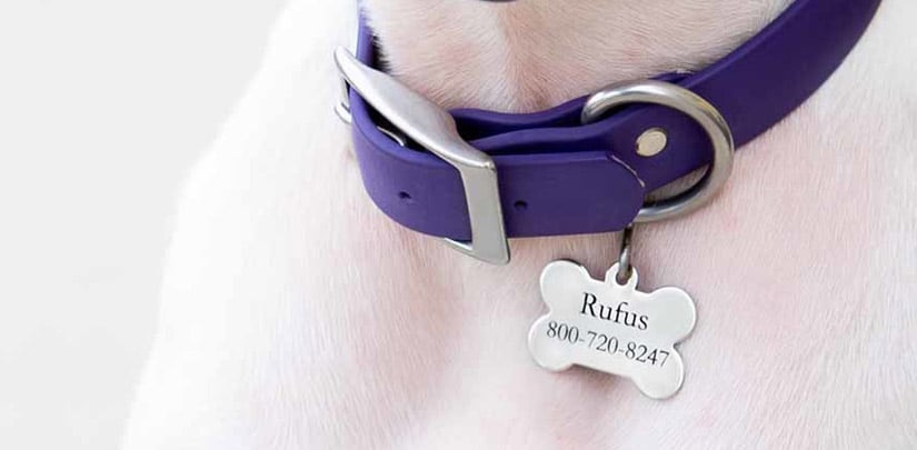 Pet ID Pro: Placa Antipérdida con Nombre y Teléfono