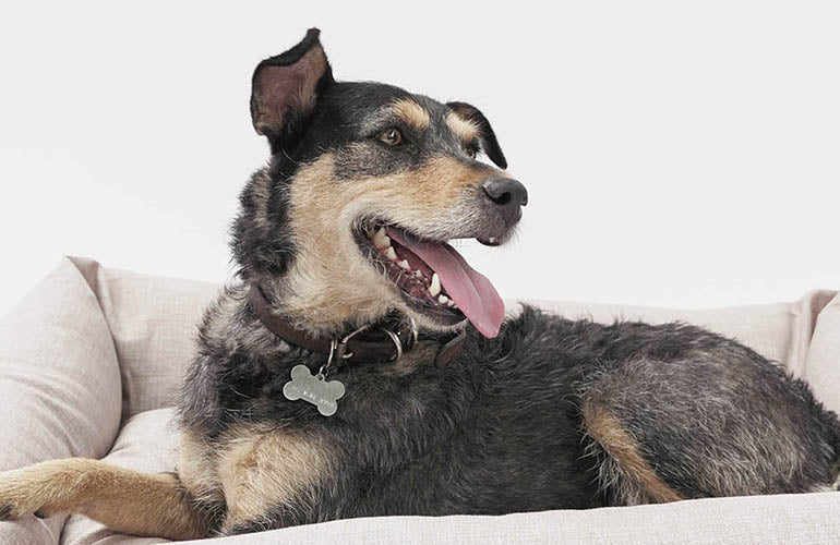 Pet ID Pro: Placa Antipérdida con Nombre y Teléfono